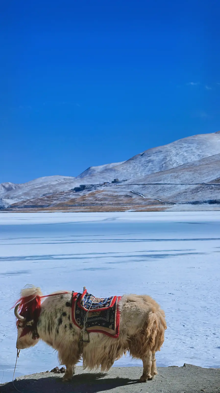 TIBET 9