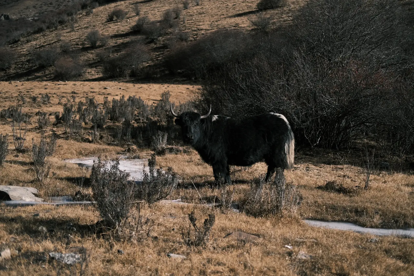WESTERN SICHUAN 3